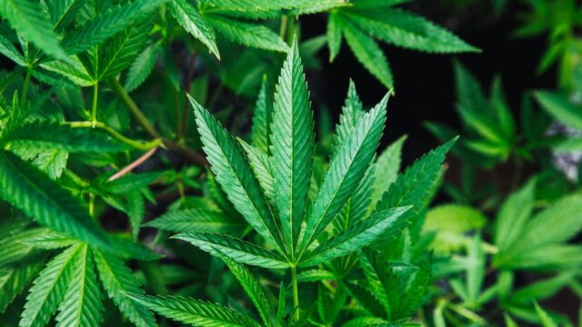 Maryland Department of Health releases new cannabis data dashboard